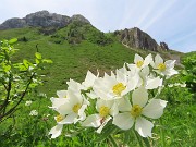 47 Anemonastrum narcissiflorum (Anemone narcissino) per le 'Canne d'organo'